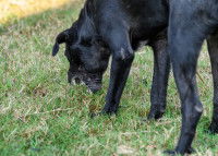 Un chien noir vomit dans l'herbe