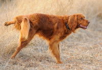 Un beau chien roux fait pipi dans les herbes sèches