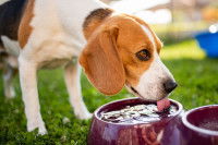 Un chien Beagle boit de l'eau dans une gamelle en plastique
