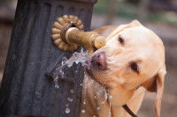 Un Labrador boit au robinet d'une fontaine