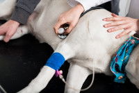 Une femme vétérinaire ausculte un chien malade