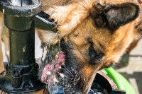 Un Berger Allemand boit beaucoup d'eau à une fontaine