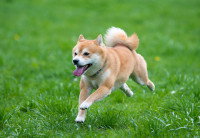 Un chien courant dans l'herbe