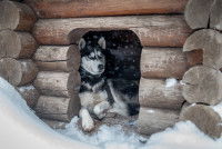 Un Husky Sibérien allongé dans sa niche sous la neige