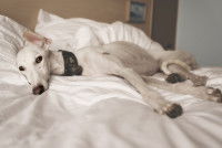 Un lévrier Galgo allongé sur le lit