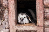 Un chien de type husky dort dans sa niche