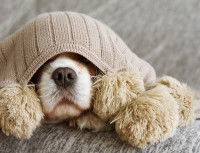 Un petit chien frileux avec un bonnet de laine sur la tête