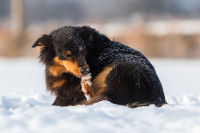 Un chien noir et feu dans la neige se lèche la patte arrière