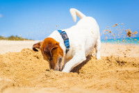 Un Jack Russel creuse le sable sur la plage