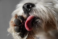 Un petit chien se lèche les coussinets