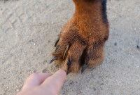 Un chien avec des épillets coincés dans la patte avant