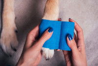 Une femme fait un bandage à la patte de son chien blessé