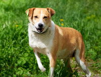 Un chien boite dans l'herbe