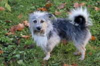 Un petit chien gris tient sa patte avant relevée