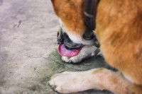Un chien se lèche la patte avant