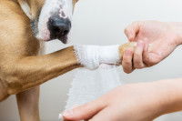 Une femme fait un bandage à la patte de son chien