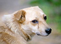 Un chien dont les yeux coulent