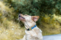 Un chien reçoit un nuage de pollen dans les yeux
