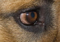 Oeil d'un chien souffrant de glaucome