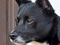 Un chien avec les yeux qui coulent