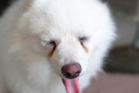 Un chien blanc avec des traces de larmes sous les yeux