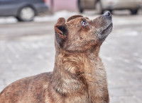Un chien errant avec les yeux qui pleurent