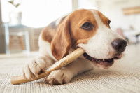 Un chien Beagle ronge un bout de bois