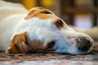 Un chien malade couché sur le sol