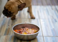 Un Bouledogue Français mâche sa nourriture