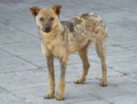 Un chien souffrant de la teigne