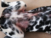 Une réaction allergique