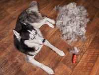 La mue saisonnière du Husky Sibérien est conséquente