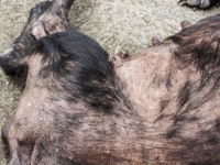 Une dysplasie folliculaire des poils noirs