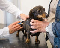 Le vaccin contre la rage peut provoquer une dépilation locale