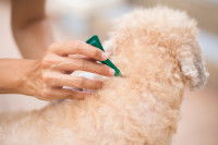 La dépilation disparaît en même temps que les parasites