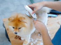 La tonte peut provoquer une dépilation temporaire