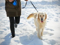 Une femme promène son Golden Retriever dans la neige