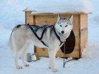 Un chien husky attaché à sa niche dans la neige
