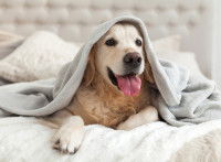 Un Golden Retriever allongé sur le lit sous un drap