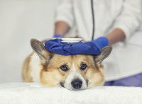 Un chien Corgi chez le vétérinaire avec une bouillotte sur la tête