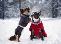 Deux petits chiens avec un manteau dans la neige