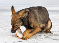 Un chien mange un poisson cru sur la neige