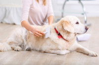 Une femme brosse le pelage de son chien