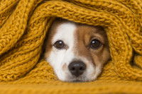 Un chien s'est réfugié sous une couverture