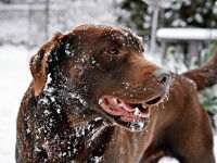 Un gros chien marron sous la neige
