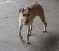 Localiser la source de la douleur à l'origine des boitements du chien