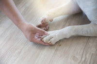 Observer le membre douloureux dans sa totalité