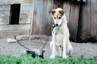 Un chien triste et amaigri attaché à sa niche