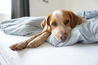 Un chien fatigué et malade allongé sur un lit