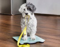 Un petit chien sur une balance et avec un mètre à mesurer